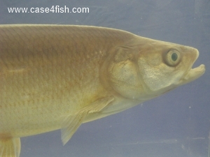 Foto Galerie/Cypriniformes/Cyprinidae/Leuciscus aspius/Leuciscus aspius_05_S.jpg